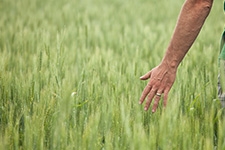 Open hand running fingers through wheat field